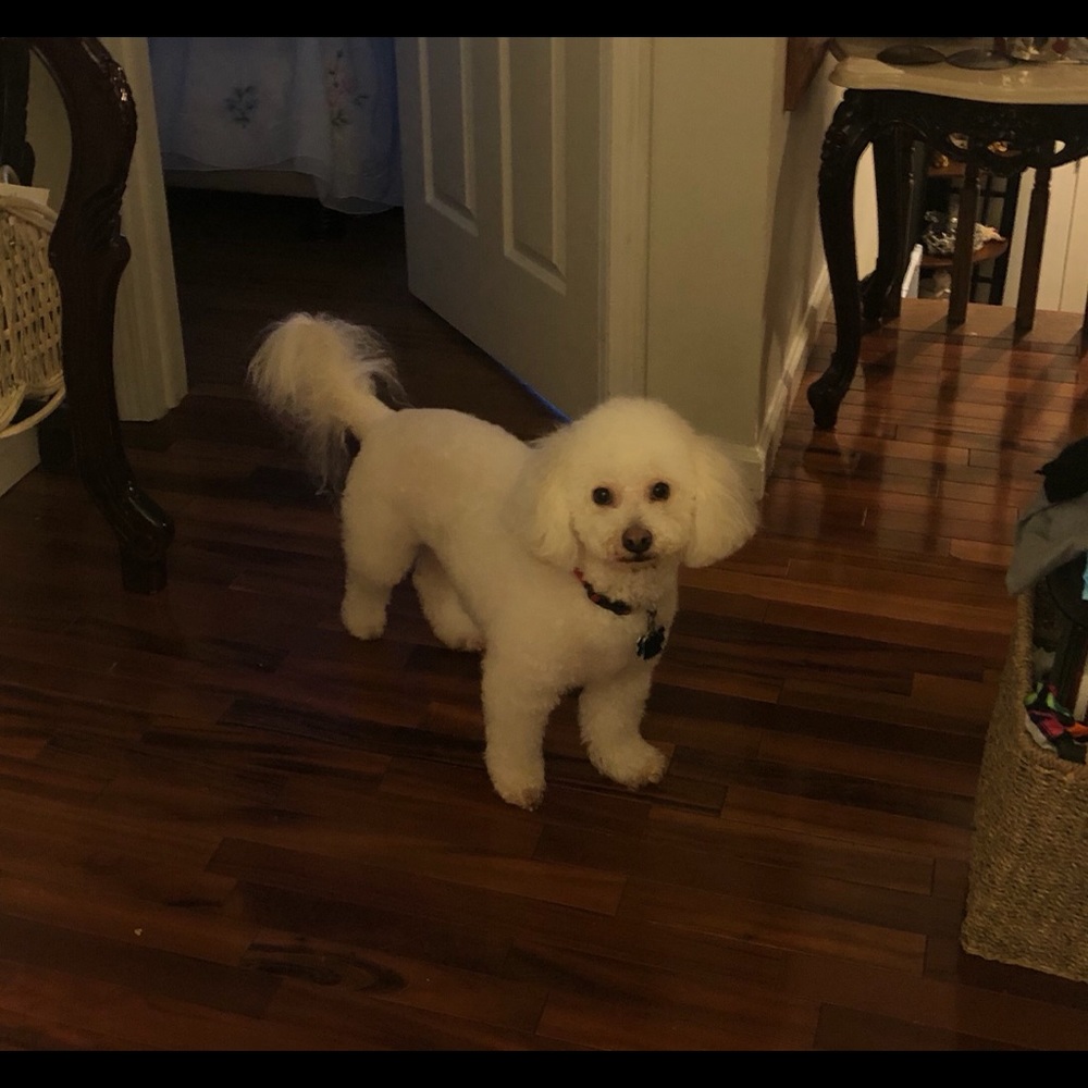 Meet your Posher, Carina